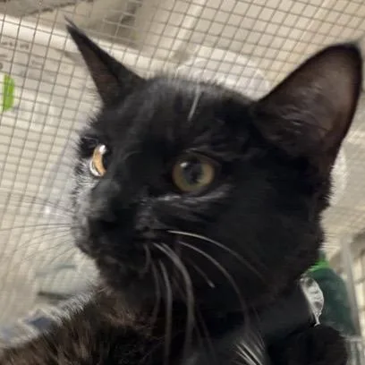 A young small-sized female Black Domestic Short Hair cat named Octopus for adoption in New York, NY