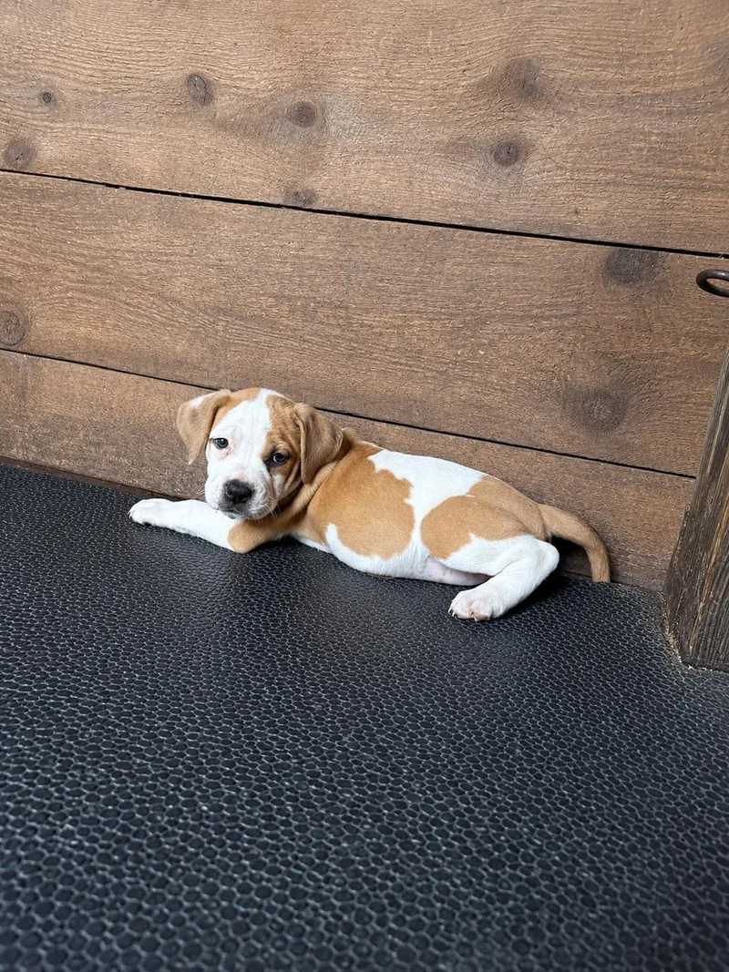 A baby medium-sized female Pit Bull Terrier dog named Dixie for adoption in Carmel, NY