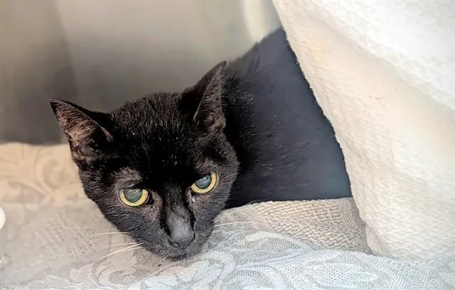 An adult small-sized female Domestic Short Hair cat named Lea for adoption in Fort Lauderdale, FL