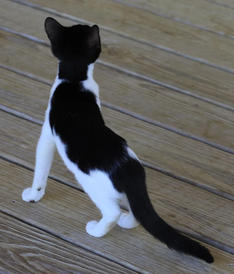 A baby medium-sized female Domestic Short Hair cat named Pickles for adoption in North Fort Myers, FL