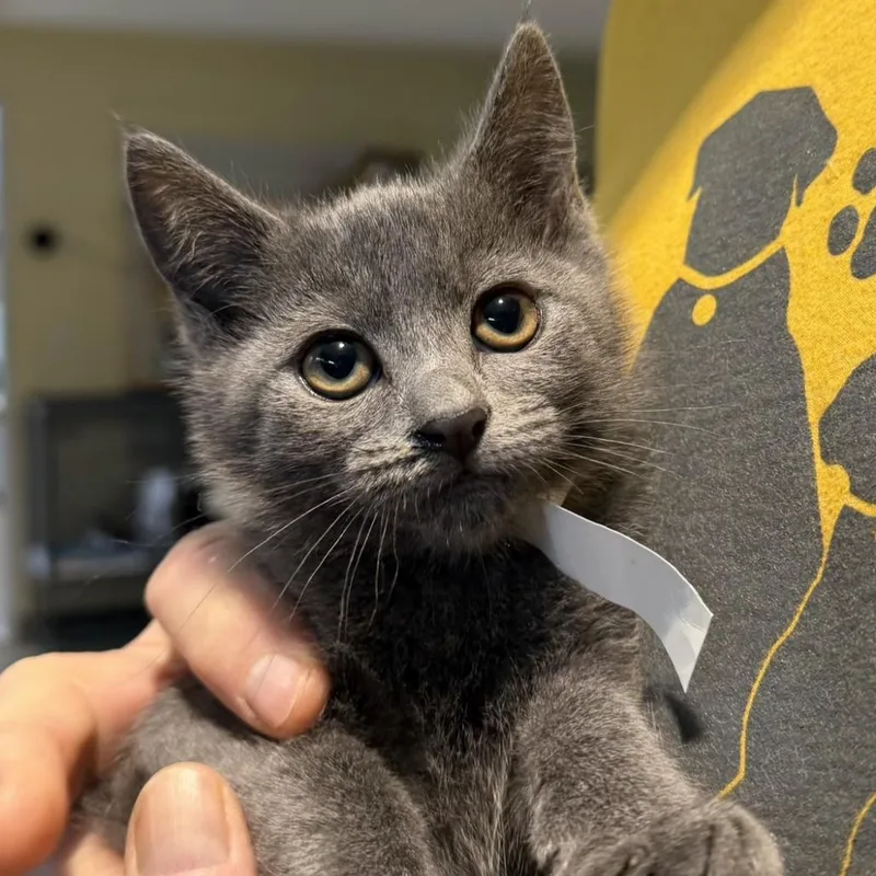 A baby small-sized female Gray / Blue / Silver Domestic Short Hair cat named Eloise for adoption in Chesapeake, VA