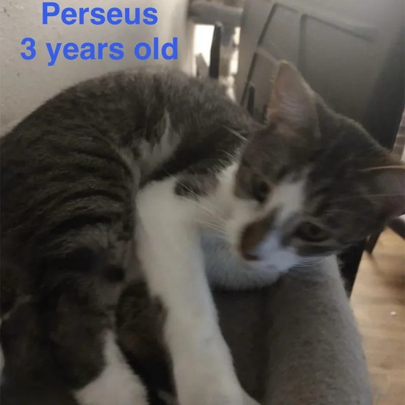 Perseus