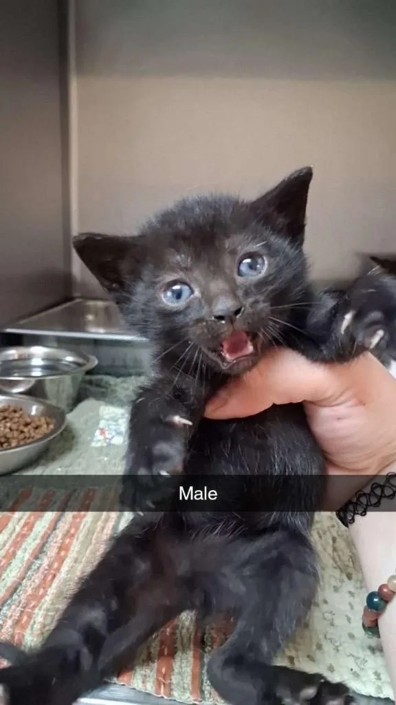 A baby medium-sized male Domestic Short Hair cat named Keanu for adoption in Burnsville, NC