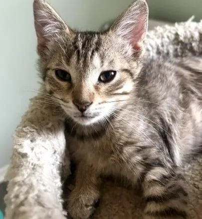 A baby medium-sized male Tabby (Brown / Chocolate) Domestic Short Hair cat named Kermit for adoption in Battle Creek, MI