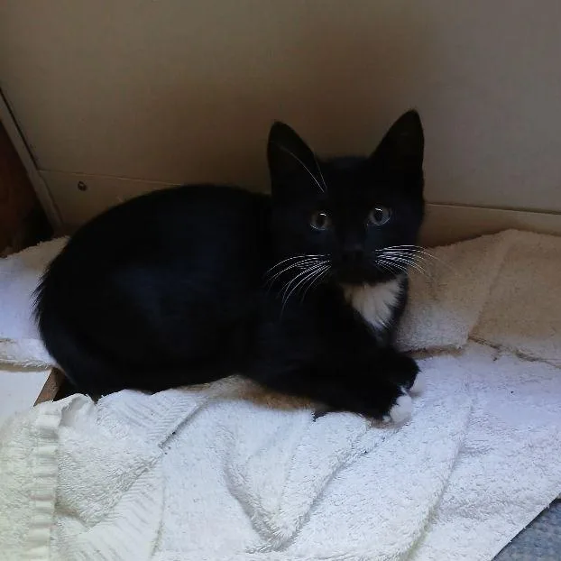 A baby medium-sized female Black & White / Tuxedo Domestic Short Hair cat named Sissy for adoption in Carneys Point, NJ