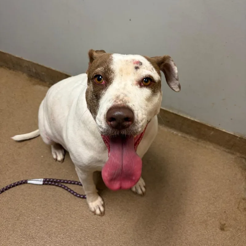 A senior large-sized female White / Cream Mixed Breed dog named Lady for adoption in Chattanooga, TN