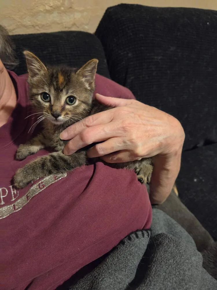 A baby small-sized female Tabby (Brown / Chocolate) Domestic Medium Hair cat named Taquita for adoption in Lancaster, CA