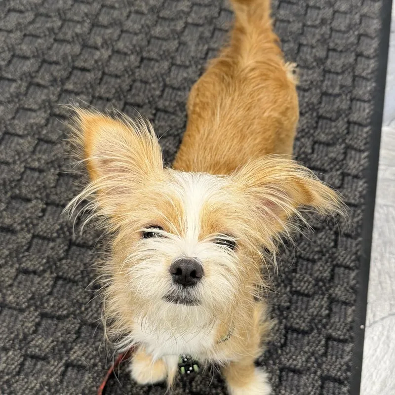 A young small-sized female Shih Tzu dog named Buttercup for adoption in Hudson, IL