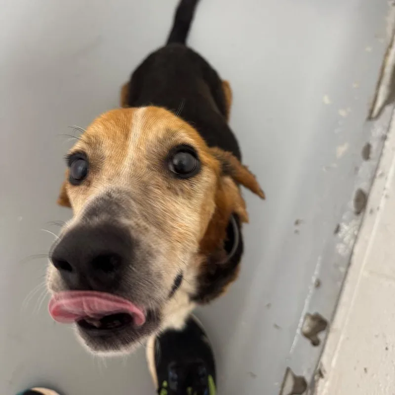 A senior small-sized male Black Beagle dog named Ernie for adoption in Troy, VA