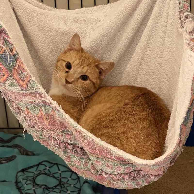 A young medium-sized male Orange / Red Domestic Short Hair cat named Kermit for adoption in Mount Laurel, NJ