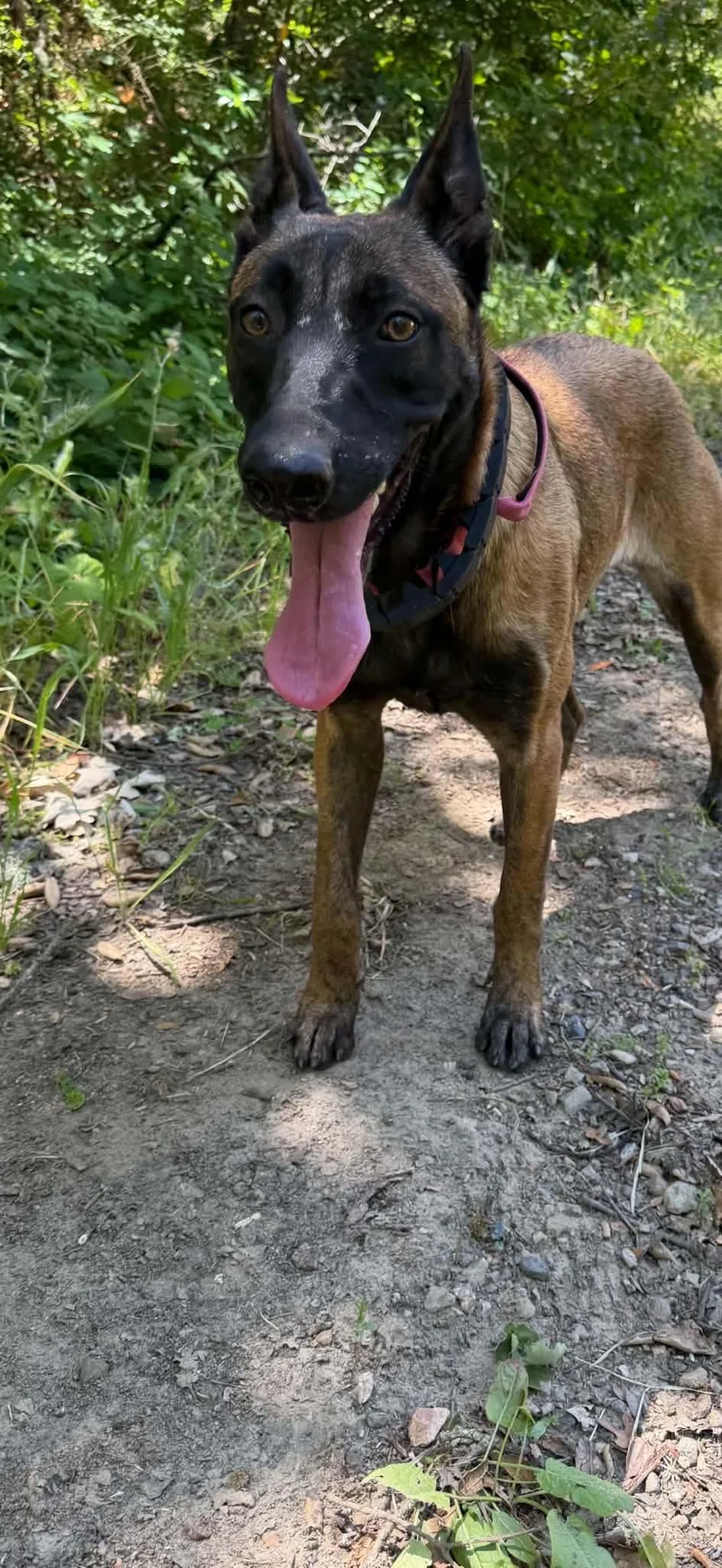 A young large-sized female Brown / Chocolate Belgian Shepherd / Malinois dog named Dash for adoption in Hollister, CA