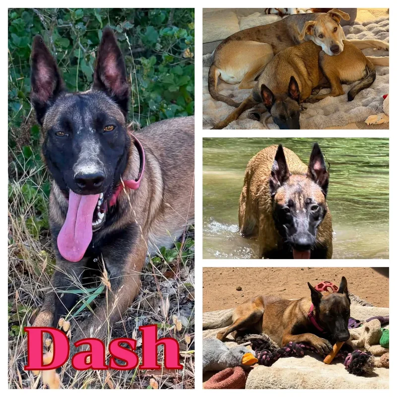 Dash thumbnail 3