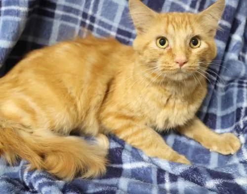 An adult medium-sized male Domestic Medium Hair cat named Butch for adoption in Thief River Falls, MN