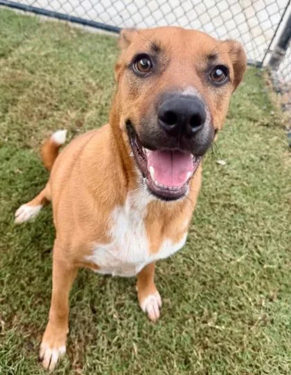 An adult large-sized male Mixed Breed dog named Carrot for adoption in Atlanta, GA