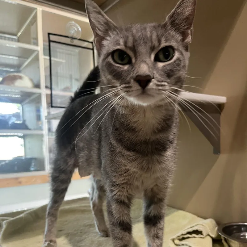 An adult medium-sized female Brown / Chocolate Domestic Short Hair cat named Ada for adoption in Leander, TX