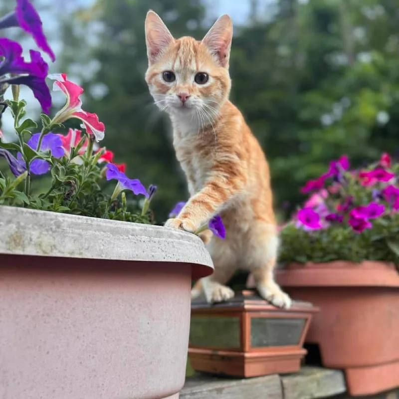 A baby small-sized male Orange / Red Domestic Short Hair cat named Mars for adoption in Woodstock, VA