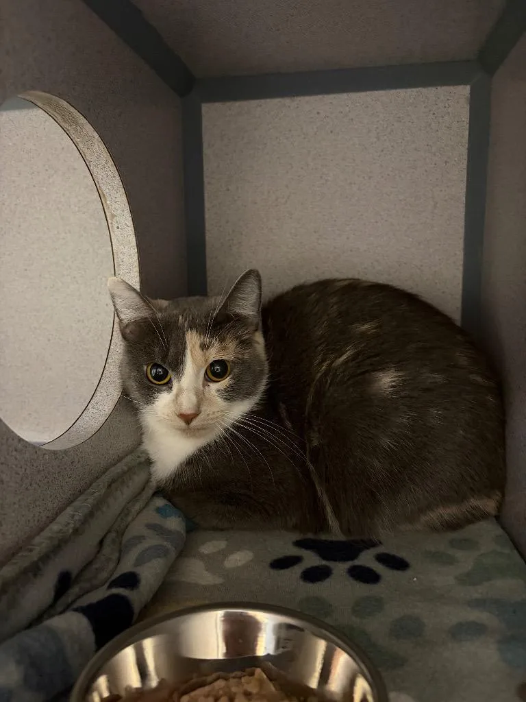A young large-sized female Calico cat named Ooshkin for adoption in Liverpool, NY