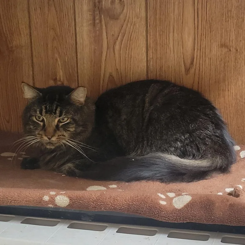 An adult small-sized male Brown / Chocolate Domestic Short Hair cat named Bentley for adoption in Abingdon, MD