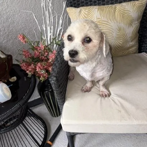 An adult small-sized female Bichon Frise dog named Pixie for adoption in Maitland, FL