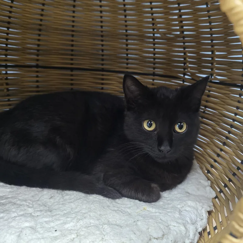 A young medium-sized female Black Domestic Short Hair cat named Shade for adoption in Farmington, MO