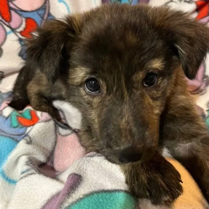 A young medium-sized male Mixed Breed dog named Morgan Wallen for adoption in Nantucket, MA