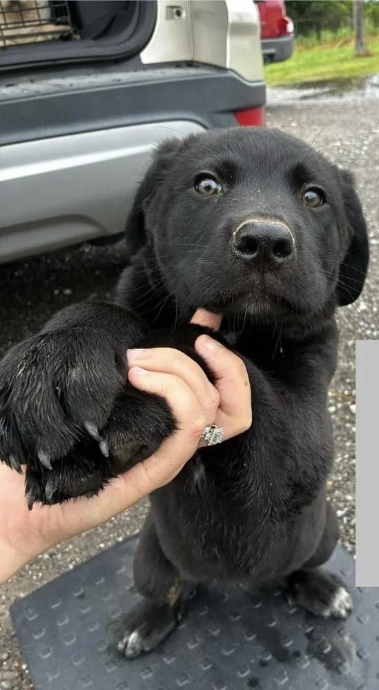 A baby small-sized male Black Shepherd dog named Bear for adoption in Colorado Springs, CO