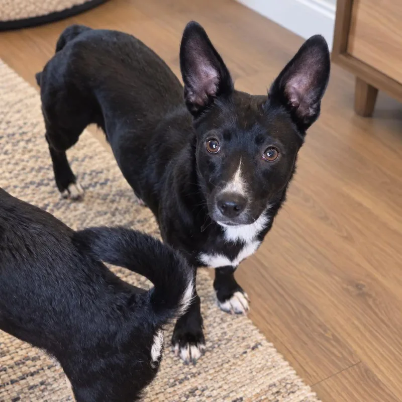 An adult small-sized female Chihuahua dog named Milagros for adoption in San Diego, CA