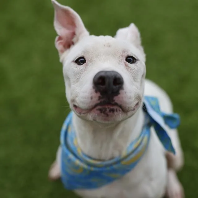 A young medium-sized female American Staffordshire Terrier dog named Melanie for adoption in San Antonio, TX