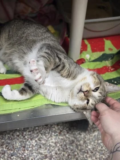 An adult medium-sized male Domestic Short Hair cat named Droolbert for adoption in Westland, MI