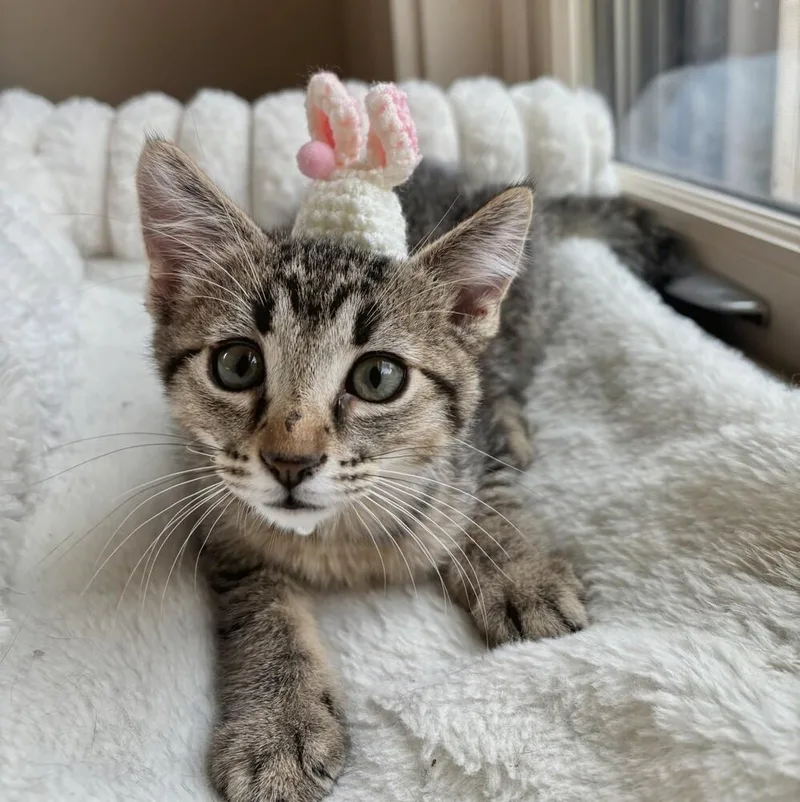 A baby small-sized male Tabby (Brown / Chocolate) Domestic Short Hair cat named Mesa for adoption in Albuquerque, NM