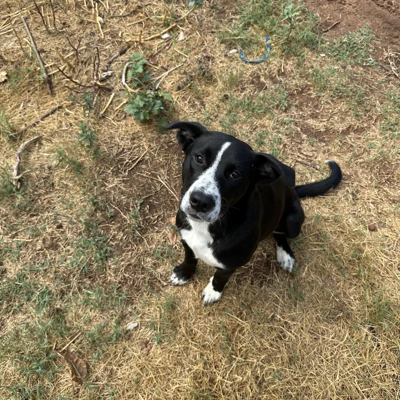 Daisy thumbnail 2