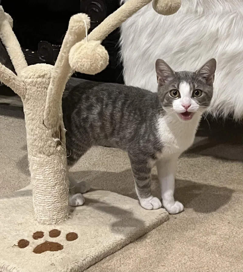 A young medium-sized male Tabby cat named Kato for adoption in Greenville, DE