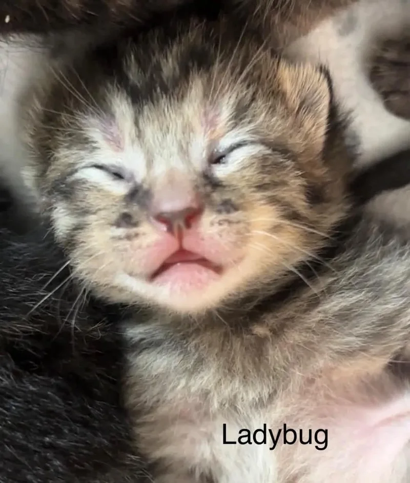 A baby medium-sized female Domestic Short Hair cat named Ladybug for adoption in Johnson City, TN