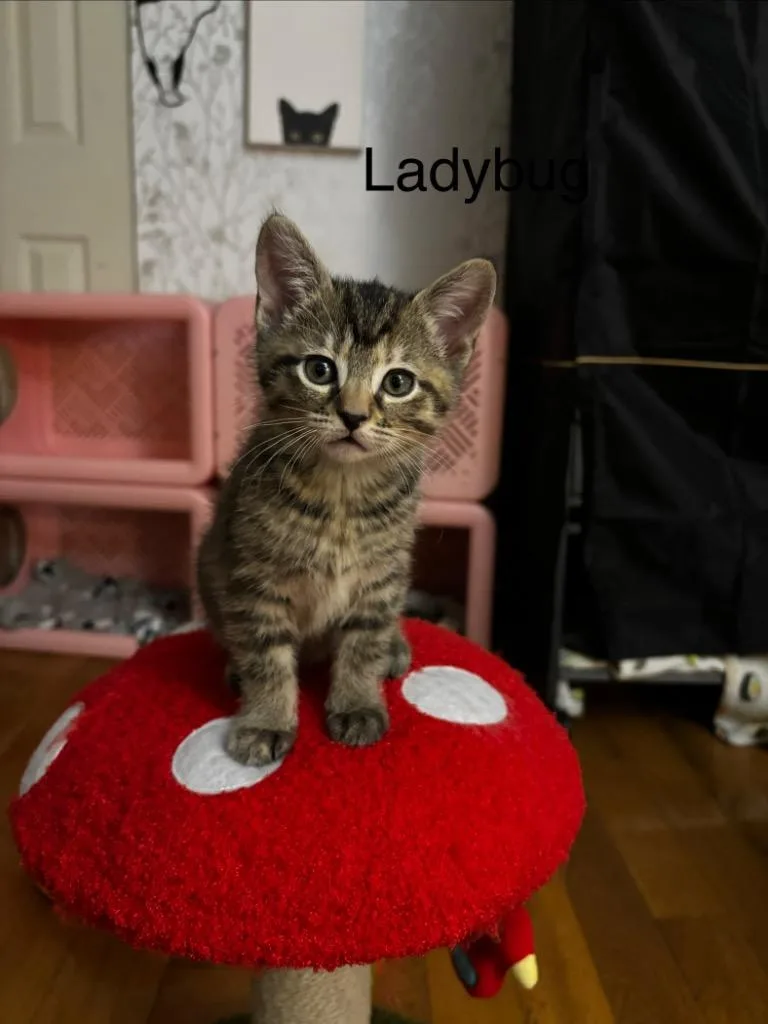 Ladybug thumbnail 2