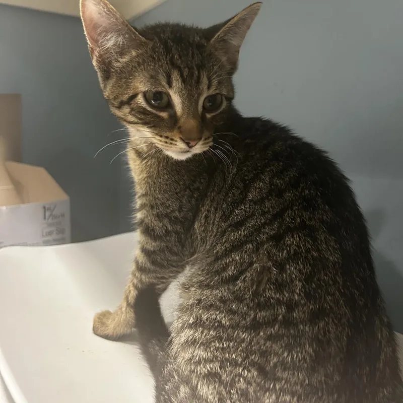 A baby small-sized male Buff / Tan / Fawn Domestic Short Hair cat named Corn Fritter for adoption in Chattanooga, TN
