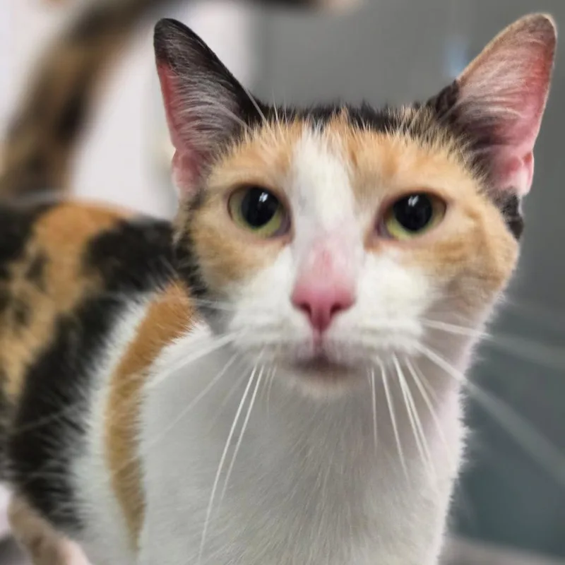 A young medium-sized female Calico Domestic Short Hair cat named Donkey for adoption in Charleston, WV