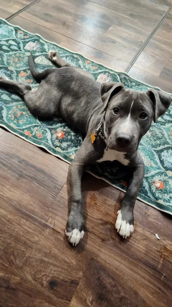 A baby medium-sized male Pit Bull Terrier dog named Rolie Polie Olie for adoption in Minneapolis, MN