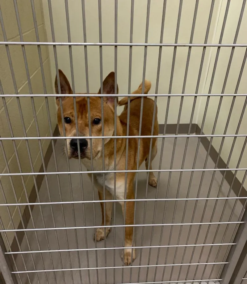 An adult medium-sized male Akita dog named Jif for adoption in Christiansburg, VA