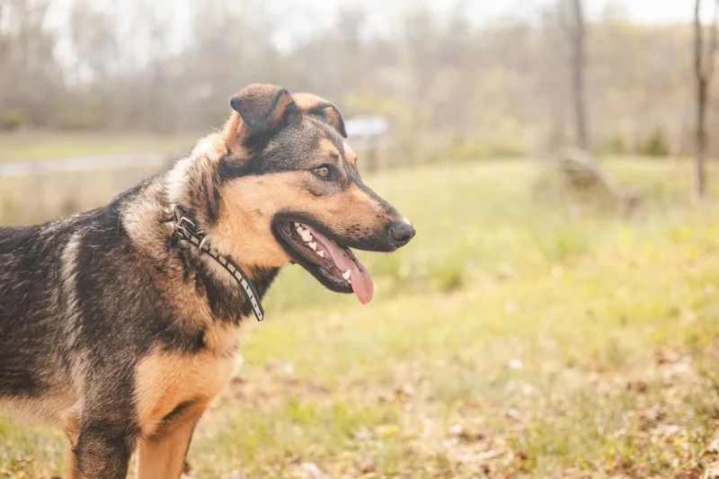 Maverick thumbnail 2