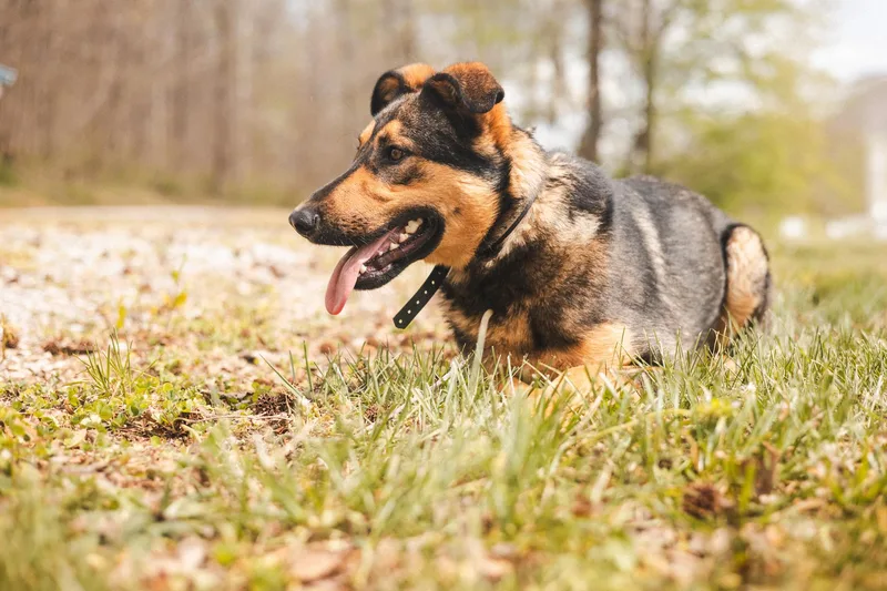 An adult medium-sized male Black Australian Cattle Dog / Blue Heeler dog named Maverick for adoption in Gradyville, KY