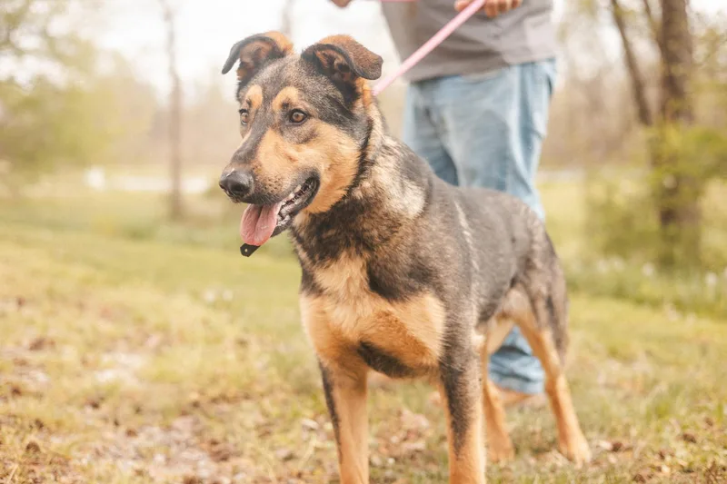 Maverick thumbnail 4