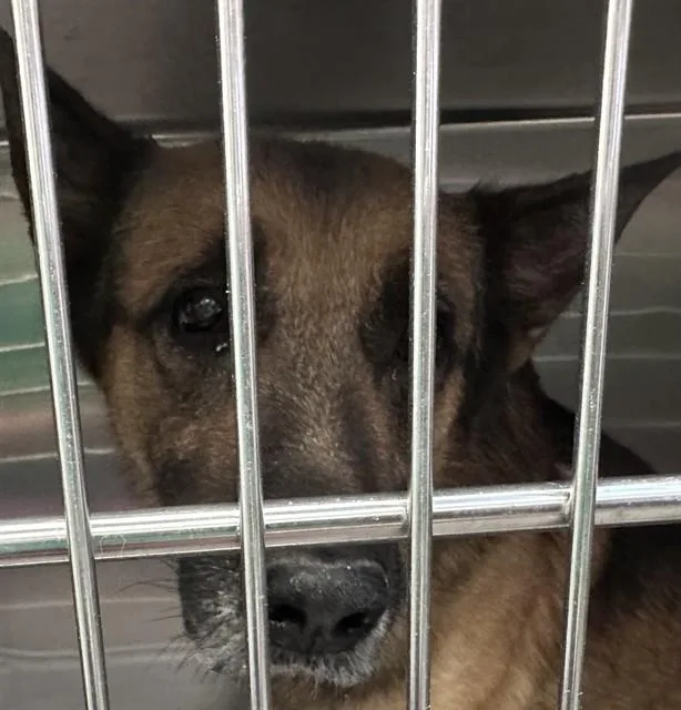 An adult large-sized male German Shepherd Dog dog named Georgie for adoption in Tucson, AZ