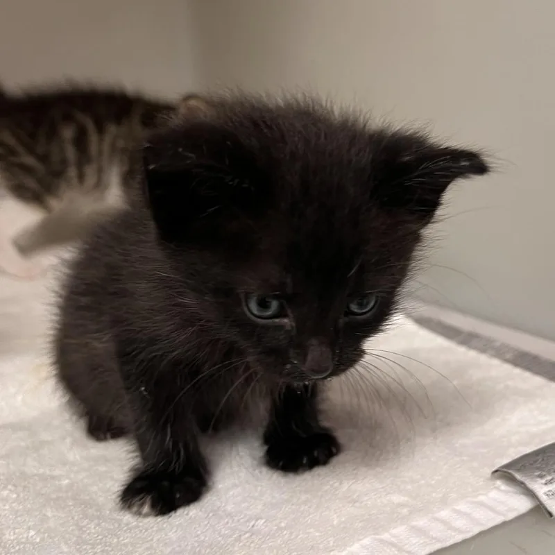 A baby small-sized male Domestic Short Hair cat named Baltic for adoption in Harrisonburg, VA