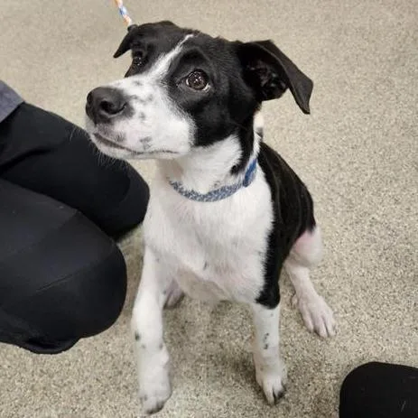 A baby small-sized female Black Mixed Breed dog named Hattie for adoption in Jacksonville, FL