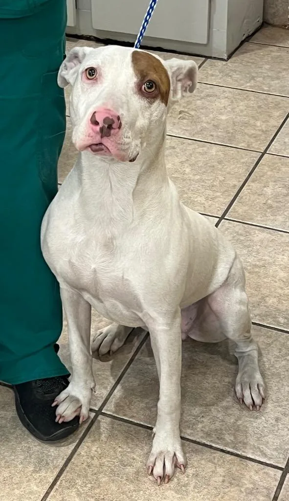 Snowflake thumbnail 2