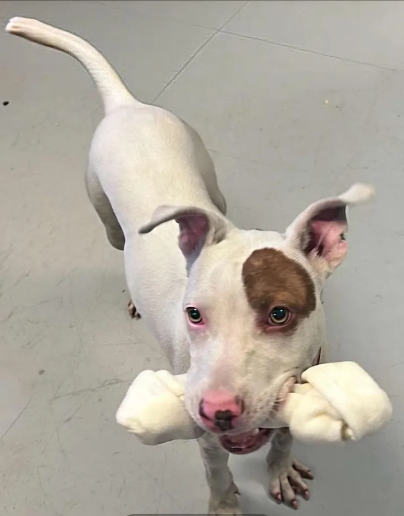 Snowflake thumbnail 3