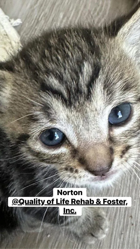 Norton thumbnail 4
