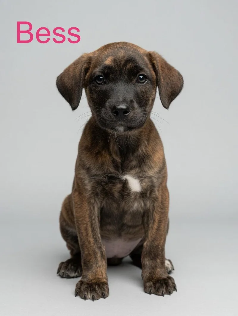 A young medium-sized female Mixed Breed dog named Bess for adoption in Union Beach, NJ