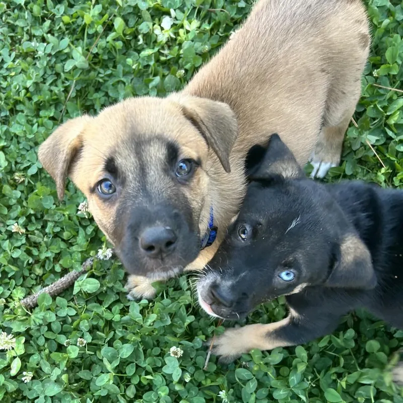 Nova