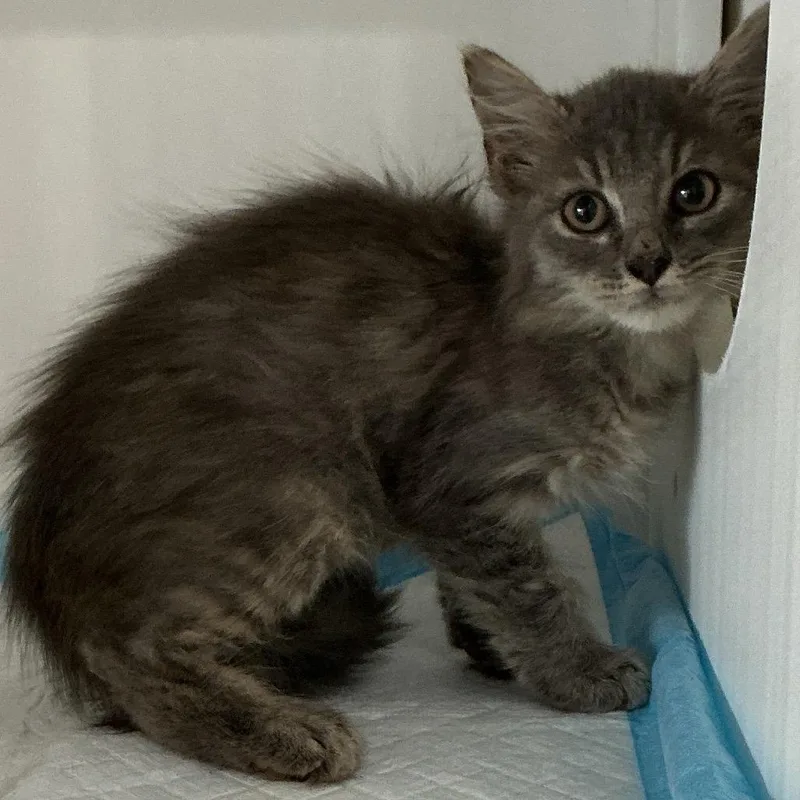 A baby small-sized male Gray / Blue / Silver Domestic Medium Hair cat named Candy Corn for adoption in Elizabeth City, NC